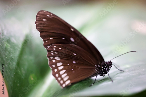 Portrait eines tropischen Schmetterlings auf einer Pflanze.