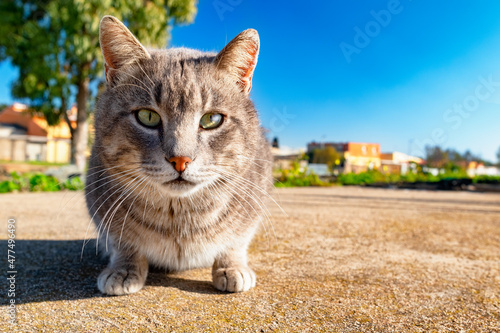 Close-up of a cat with short hair, gray, and with a dull eye. Stray cat looking straight at the camera on a beautiful sunny day.