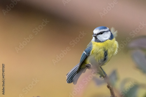 Mésange bleue