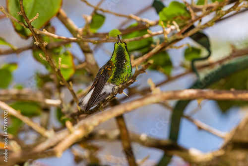 Coppery-Headed Emerald Hummingbird (Elvira cupreiceps) Perched Showing His Colors photo