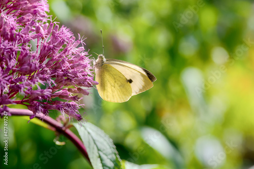 Cabbage butterfly on a pink Eupatorium flower photo