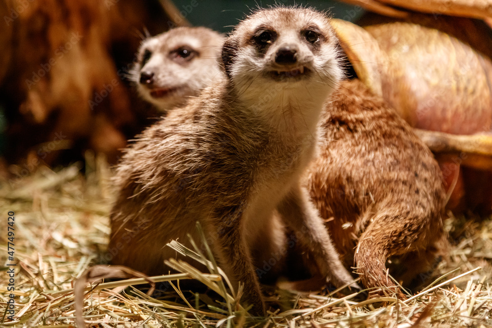 Beautiful meerkats are played Beautiful meerkats are played