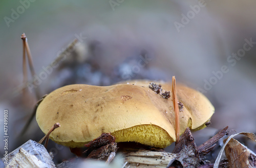 Nahaufnahme eines Pilz im Wald. Pilze sind teilweise giftig und teilweise essbar. photo