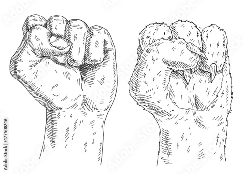 Cat paw and human hand with a clenched fist. Vintage monochrome hatching illustration isolated on white