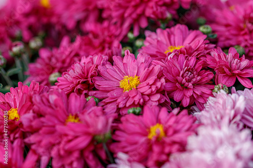 multi-colored flower beds of beautiful chrysanthemums