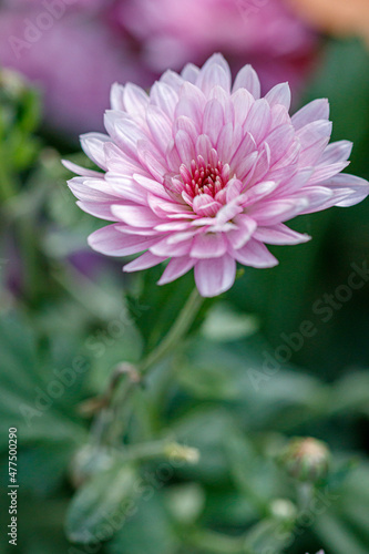 multi-colored flower beds of beautiful chrysanthemums