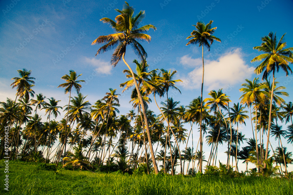 Fototapeta premium palm trees and blue sky in Manzanilla, Trinidad and Tobago