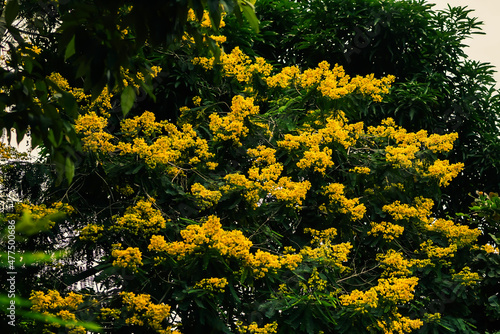 Fototapeta Naklejka Na Ścianę i Meble -  yellow flowers in the park