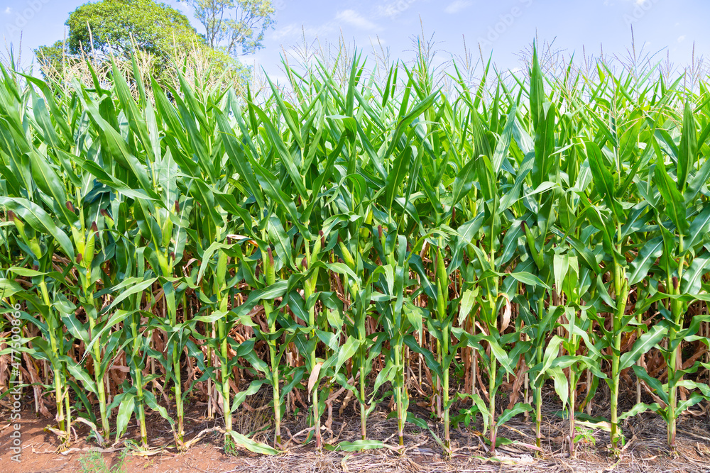 Obraz premium AGRO MILHO