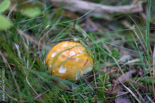 Nahaufnahme eines Pilz im Wald. Pilze sind teilweise giftig und teilweise essbar. photo