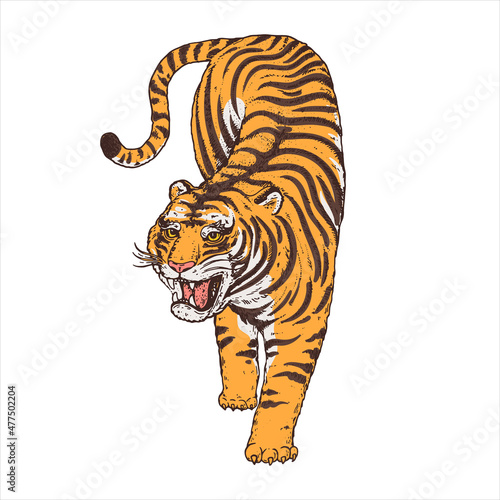 Tiger climbing down. Vintage illustration with wild cat. Hand drawn vector illustration.