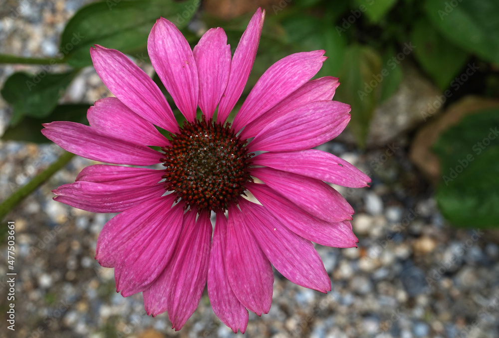 Obraz premium Close up of a dark pink Echinacea purpurea flower