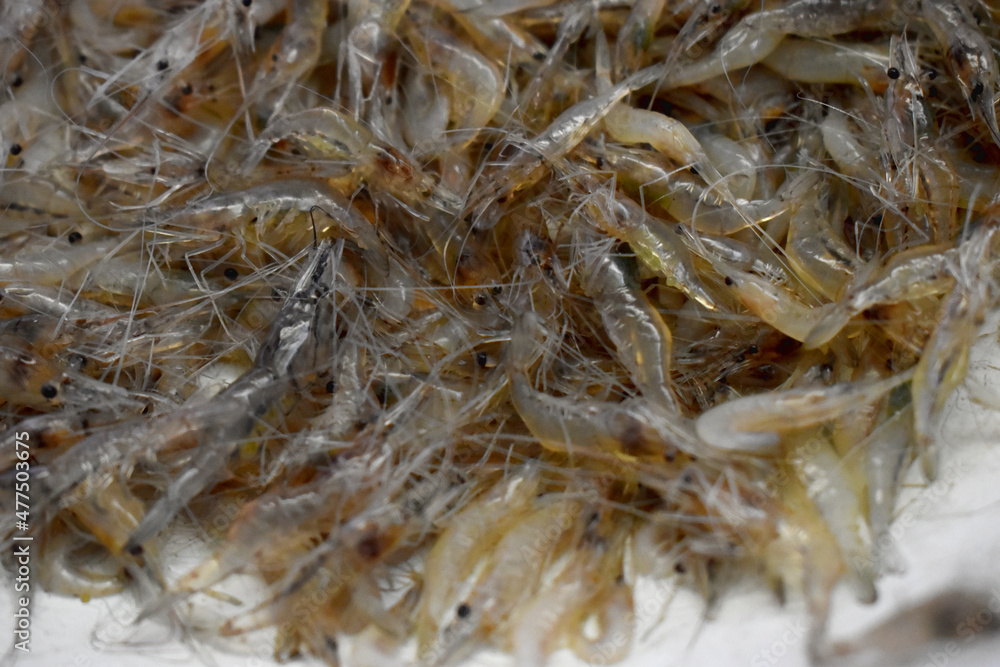 Fresh shrimps background, shrimp or krill on the street food festival.  Shrimps is ingredient in south east asia food