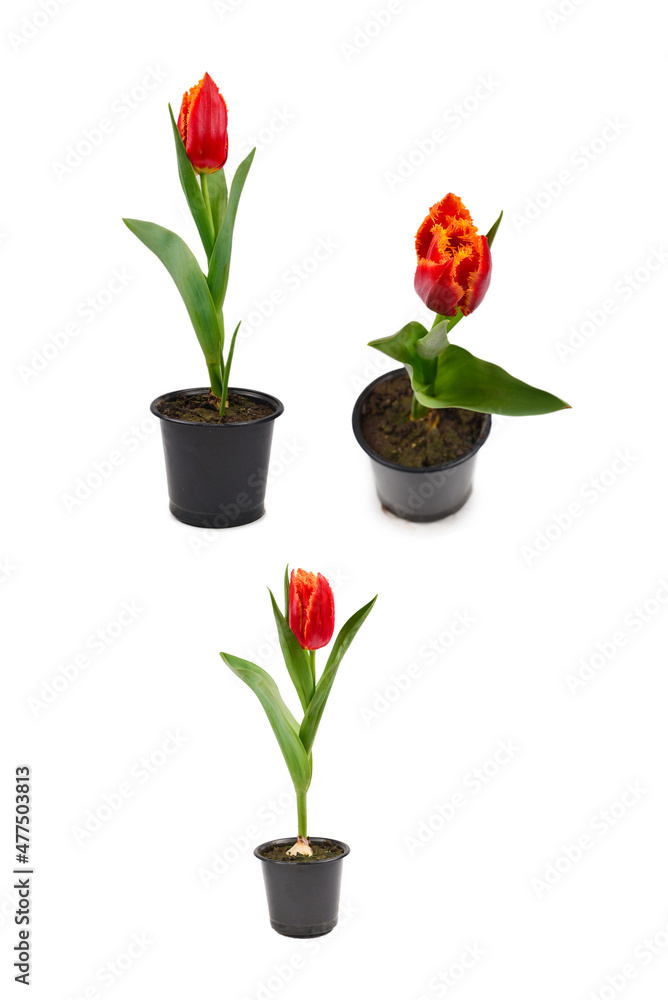 Tulip in a pot isolated on white background. Tulip in a pot isolated on white background.