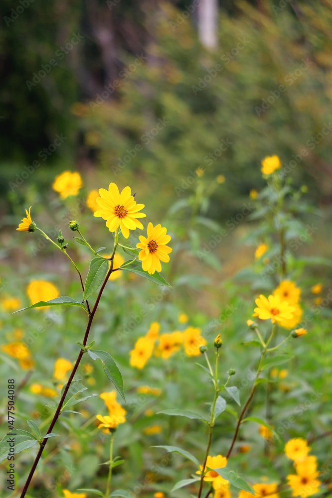 Ox Eye Sunflowers growing in a garden. Selective focus.