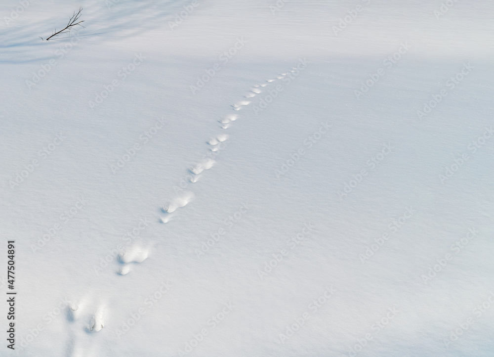 Footprints in the snow extending into the distance and a lonely twig. Footprints in the snow extending into the distance and a lonely twig.