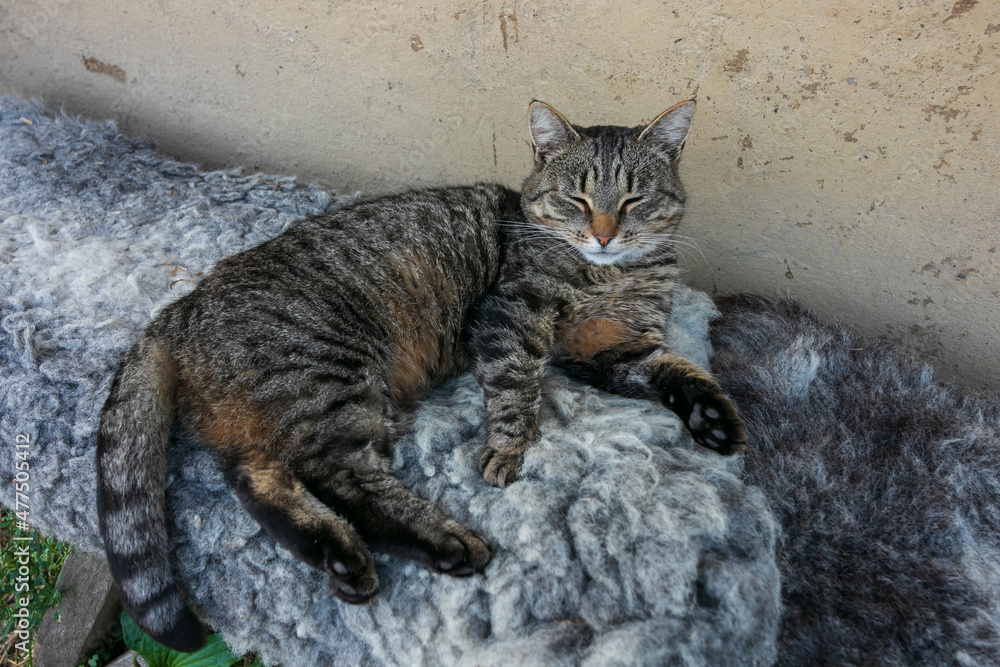 grau schwarz getigerte Katze liegt entspannt auf Fell. grau schwarz getigerte Katze liegt entspannt auf Fell.