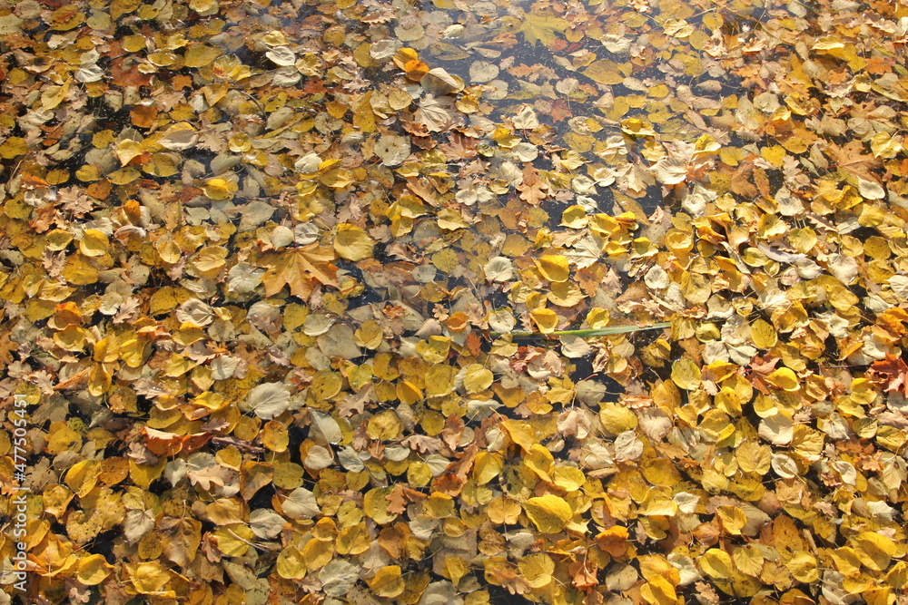 autumn yellow leaves on the water surface autumn yellow leaves on the water surface
