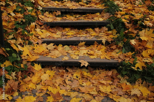 autumn yellow leaves on wooden steps