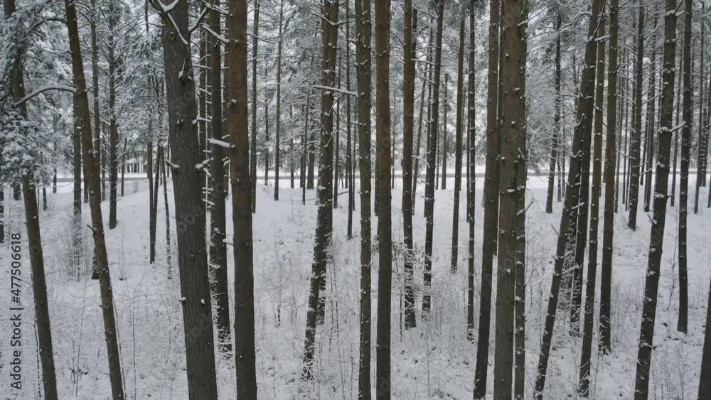 Aerial view of frosty white winter pine forests and birch groves covered with hoarfrost and snow. Drone fly between trees in mountains at winter time. Christmas theme background. Idyllic landscape Aerial view of frosty white winter pine forests and birch groves covered with hoarfrost and snow. Drone fly between trees in mountains at winter time. Christmas theme background. Idyllic landscape