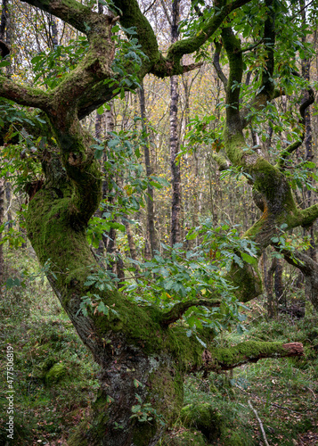 tree framing autum