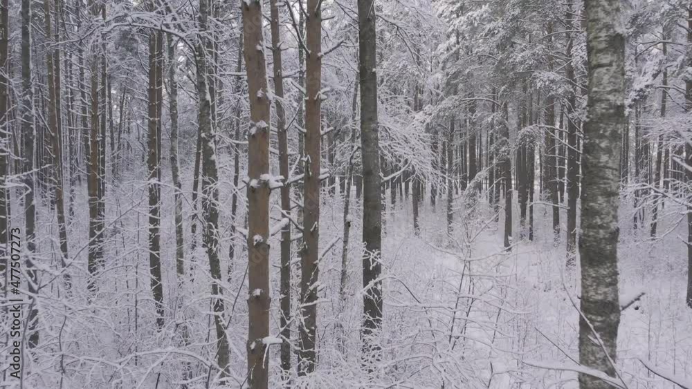 Aerial view of frosty white winter pine forests and birch groves covered with hoarfrost and snow. Drone fly between trees in mountains at winter time. Christmas theme background. Idyllic landscape Aerial view of frosty white winter pine forests and birch groves covered with hoarfrost and snow. Drone fly between trees in mountains at winter time. Christmas theme background. Idyllic landscape