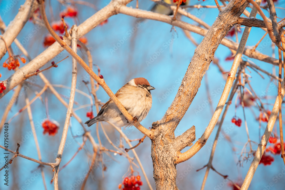 Sparrow on a branch. Blue sky. Sparrow on a branch. Blue sky.