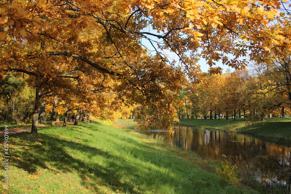 Russia, Pushkin. Park on a sunny summer autumn day. Yellow foliage on a tree, pond, green grass and blue sky.