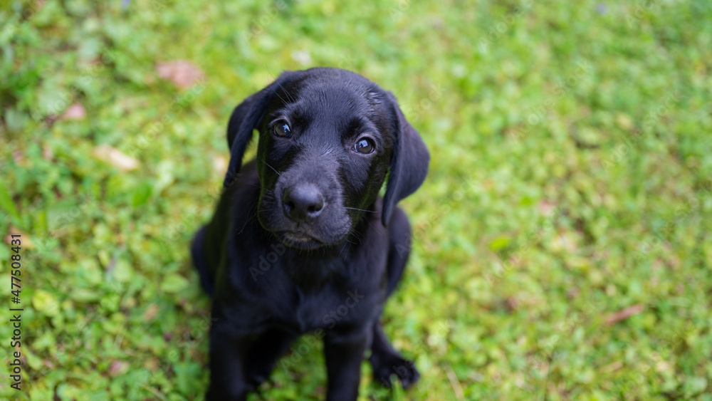 Top view of cute black labrador puppy