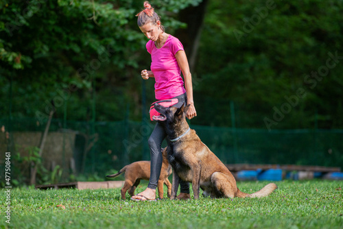 Dog trainer working with her belgian malinois