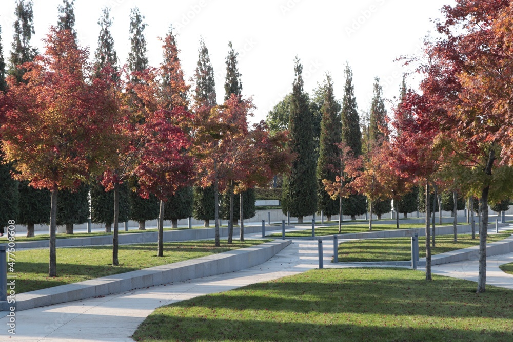 Maples with red leaves and green cypresses grow in the city park.