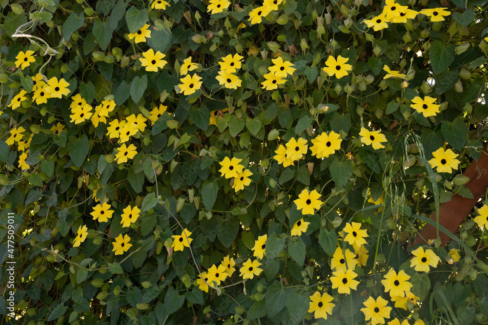 Obraz premium Floral background. View of Thunbergia alata, also known as black eyed Susan vine, blooming flowers of yellow petals and green leaves, growing in the garden.