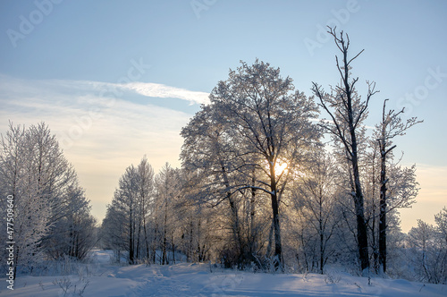 Nature. Beautiful winter landscape. Trees in the snow, a city park for recreation.
