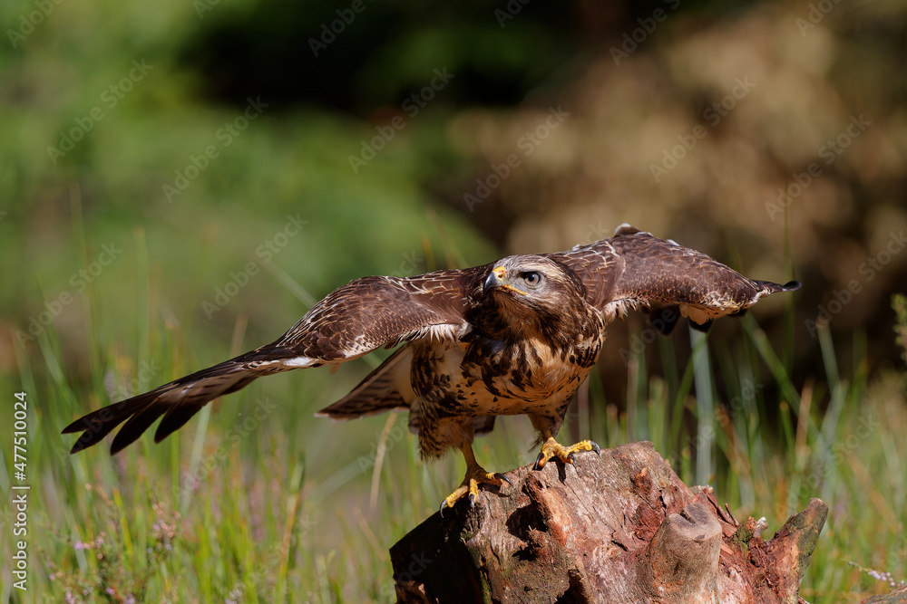 Obraz premium Common Buzzard (Buteo buteo) sarching for food in the forest of Noord Brabant in the Netherlands. Green forest background