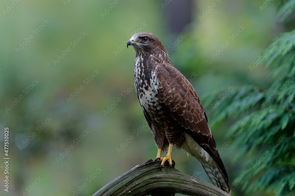 Common Buzzard (Buteo buteo) sarching for food in the forest of Noord Brabant in the Netherlands. Green forest background Common Buzzard (Buteo buteo) sarching for food in the forest of Noord Brabant in the Netherlands. Green forest background