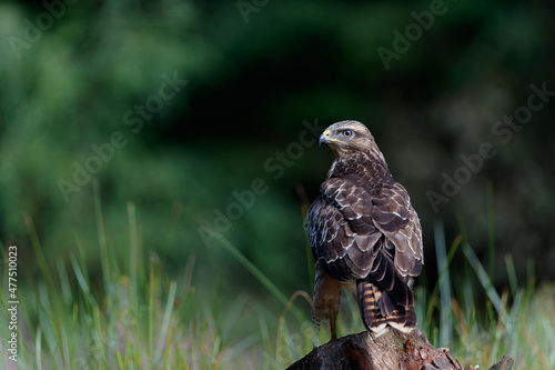 Common Buzzard (Buteo buteo) sarching for food in the forest of Noord Brabant in the Netherlands. Green forest background