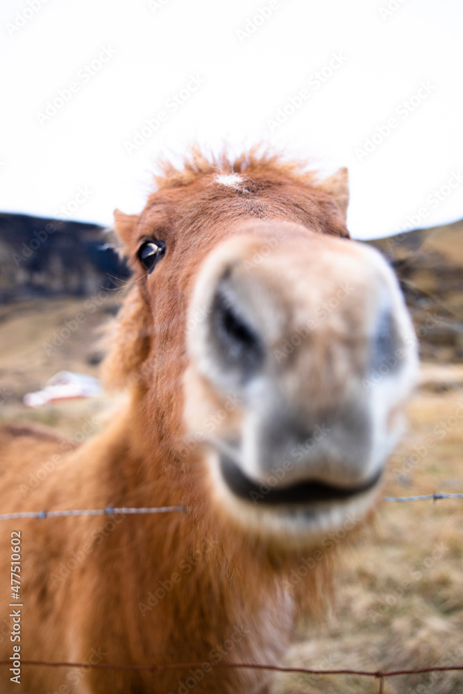 Icelandic Horse closeup face