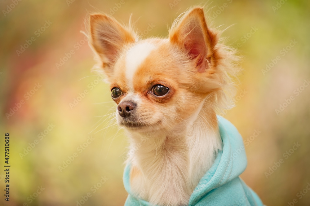 Animal. Chihuahua dog in clothes. Cute pet.