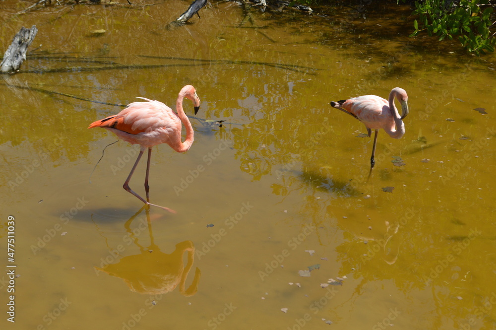 Pink flamingos on the lake, Galapagos Island, Isabela island, Ecuador