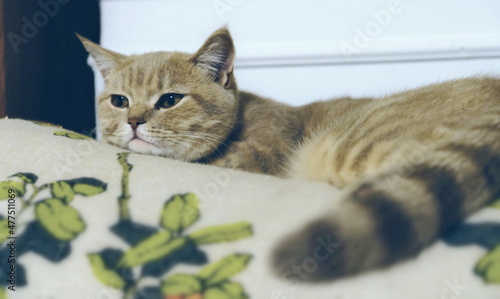 pedigree cat sleeping on a chair 