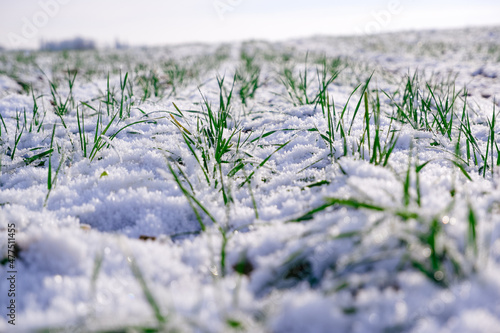 Winter wheat field. Sprouts of green winter wheat on a field covered with the first snow. Wheat field covered with snow in winter season photo