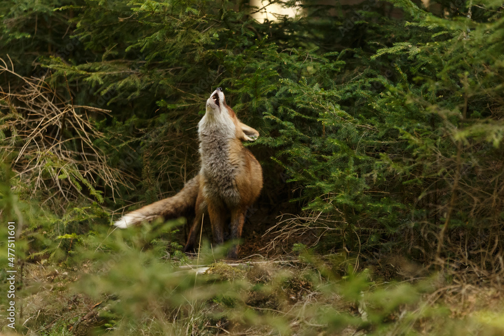 Obraz premium Rotfuchs im Wald