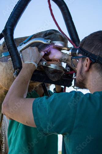 veterinarian doing dentistry on horse