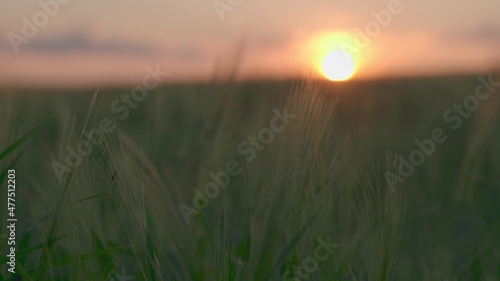 green wheat field sunset sky  agriculture  crop cultivation field  agricultural bread production  rye growing land soil plantations  working garden farm  clean ecology  business ranch  grain growth
