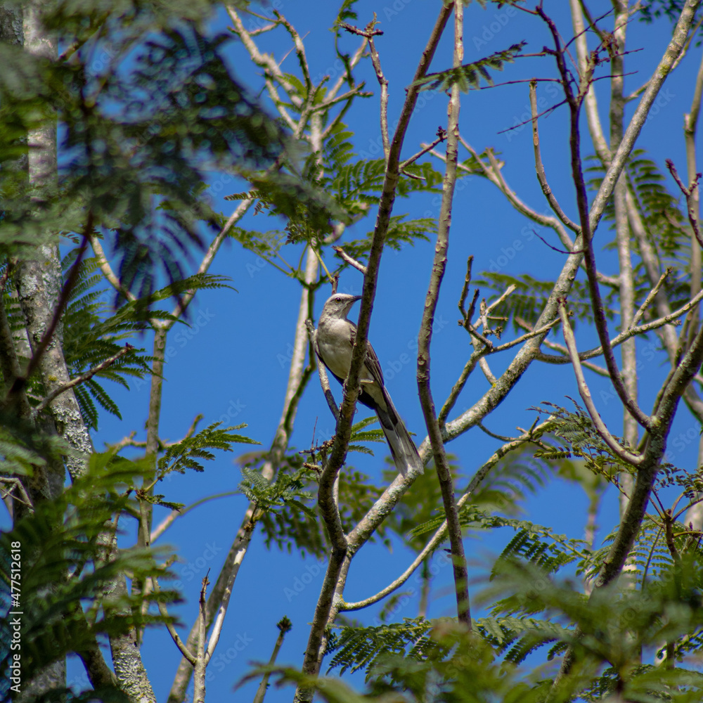 Ave (Mimus gilvus) o mirla posando en un arbol de gualanday Ave (Mimus gilvus) o mirla posando en un arbol de gualanday