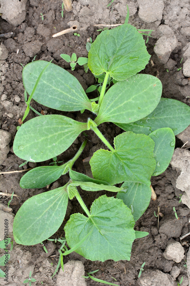 Young zucchini seedlings grow in the open ground Young zucchini seedlings grow in the open ground