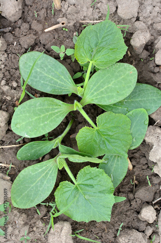 Young zucchini seedlings grow in the open ground