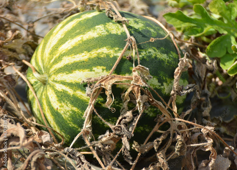 Watermelons ripen in the field Watermelons ripen in the field