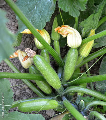 Flowering and fruits courgette