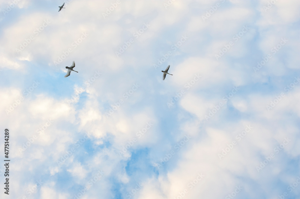 white swans fly in the sky under the bright sun